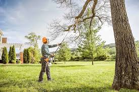 Best Tree Trimming and Pruning  in Elmo, TX