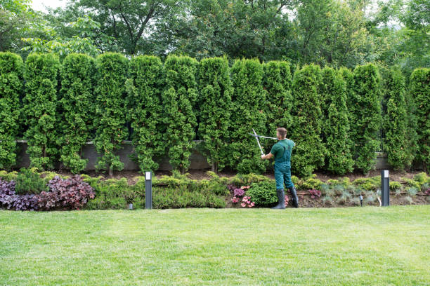 Tree and Shrub Care in Elmo, TX