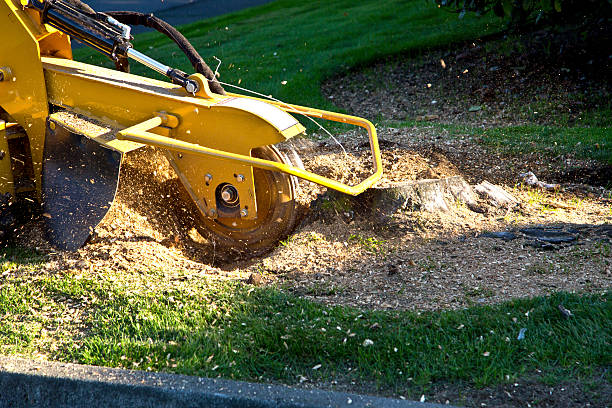 Best Lawn Irrigation Installation and Maintenance  in Elmo, TX